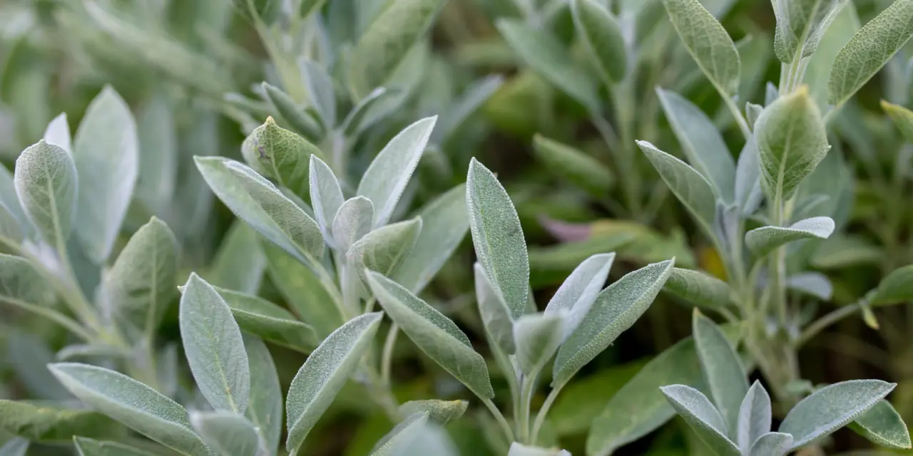Kräutertipp: Salbei