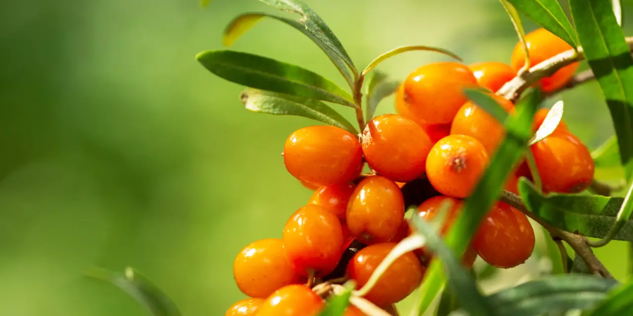 Kräutertipp: Sanddorn