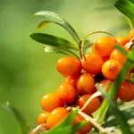 Kräutertipp: Sanddorn