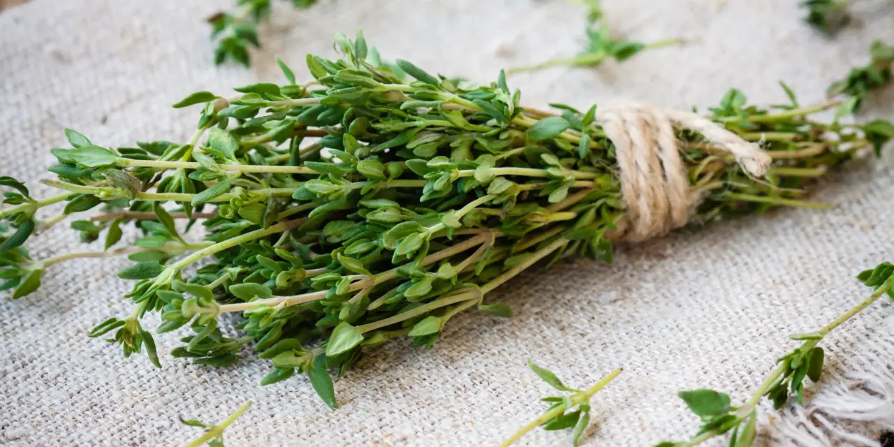 Kräutertipp: Thymian