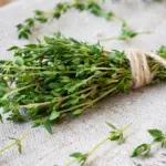 Kräutertipp: Thymian