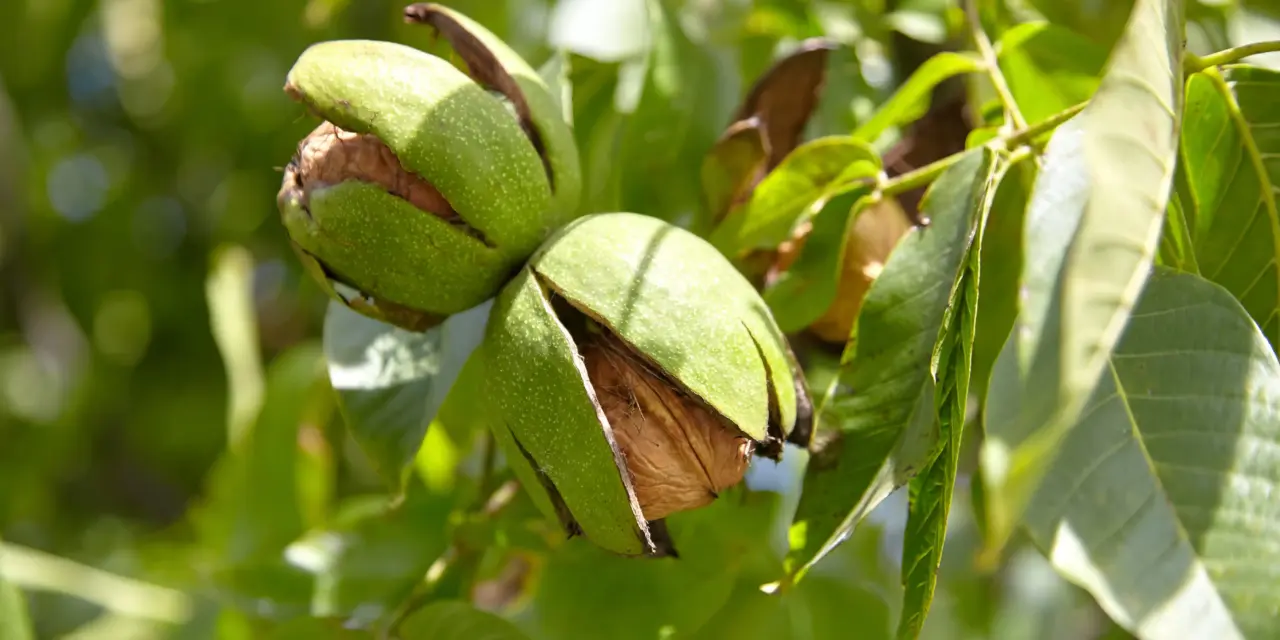 Kräutertipp: Walnussblätter