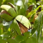 Kräutertipp: Walnussblätter