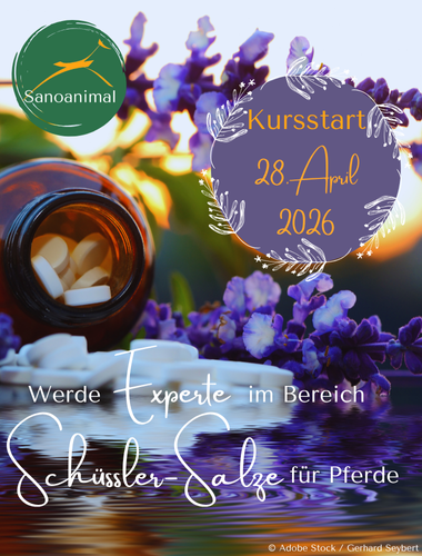 Werde Experte im Bereich Schüsslersalze für Pferde. Kursstart 28. April 2026
