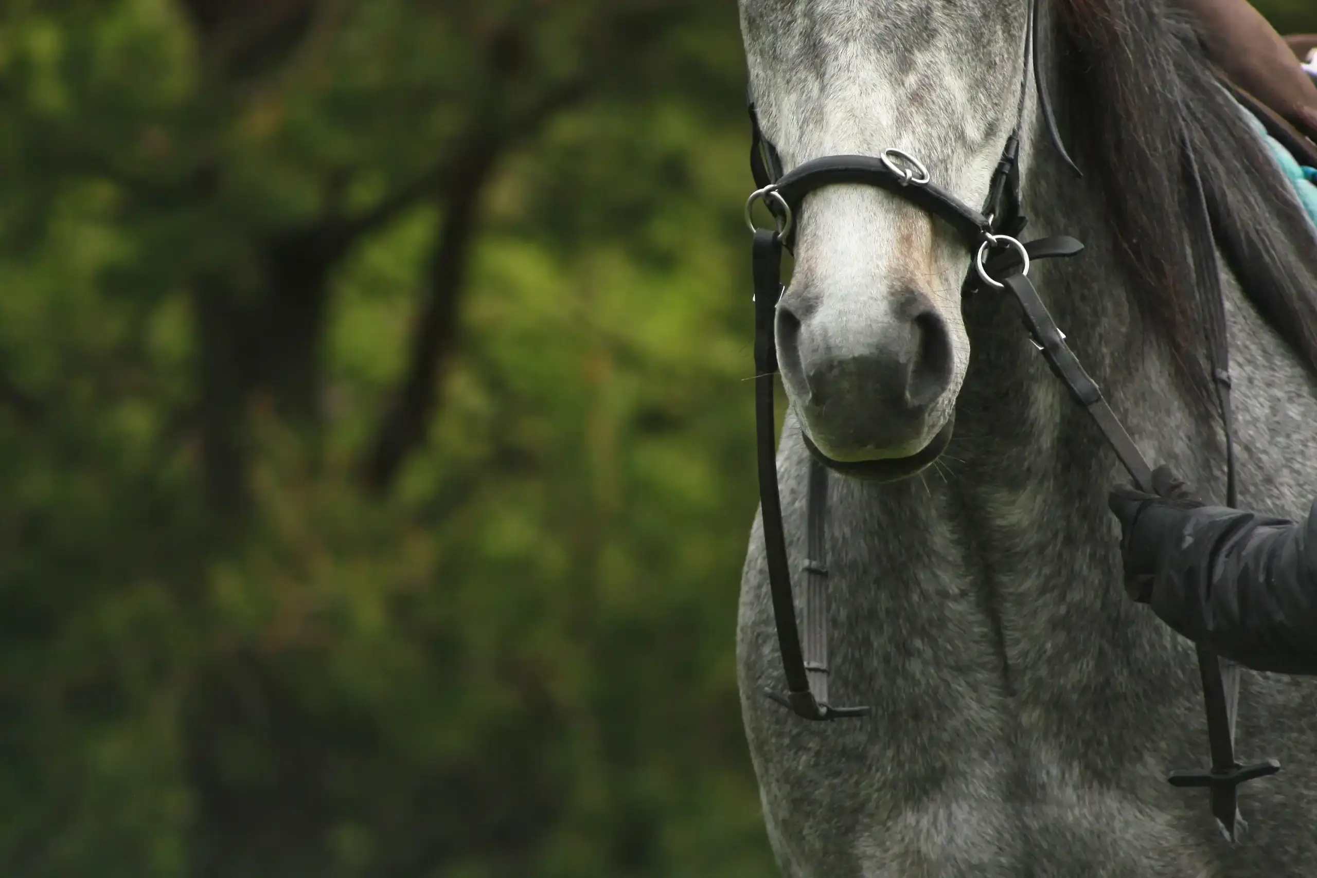 Pferd bei der Handarbeit, Detailaufnahme