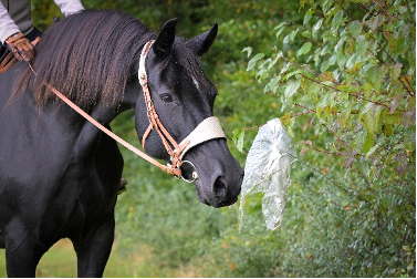 Pferd guckt neugierig mit aufgewölbtem Hals