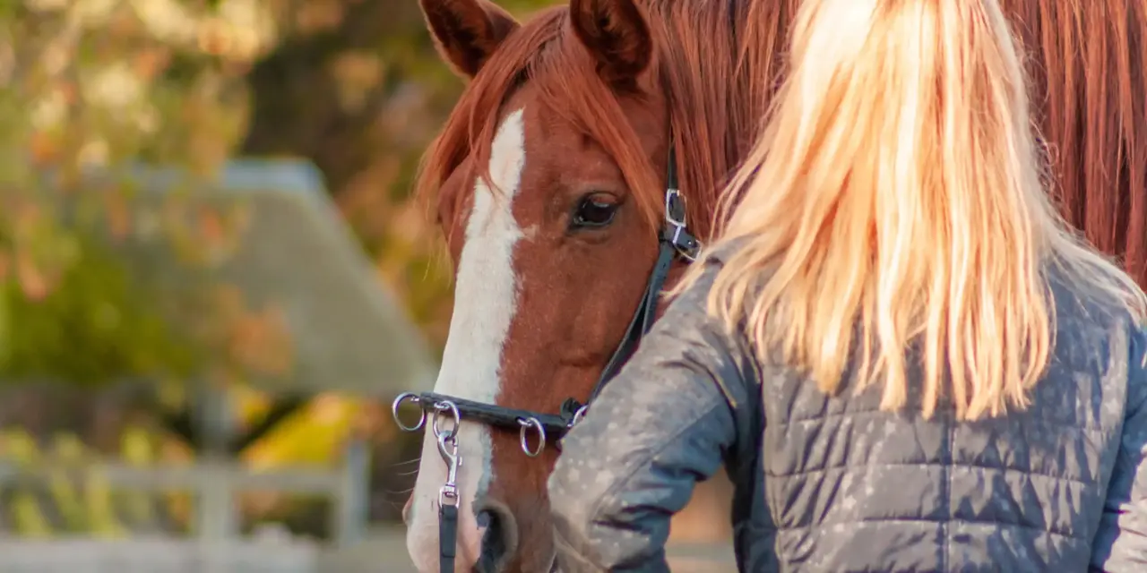Das Pferd auf die Bodenarbeit vorbereiten