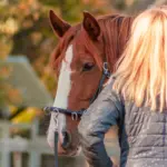 Das Pferd auf die Bodenarbeit vorbereiten