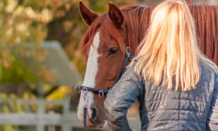 Das Pferd auf die Bodenarbeit vorbereiten