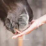 Podcast #50 – Belohnung mit Köpfchen: so lernt dein Pferd nachhaltig