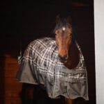 Winterdecken für Pferde: Auswahl, Füllmengen & Materialien