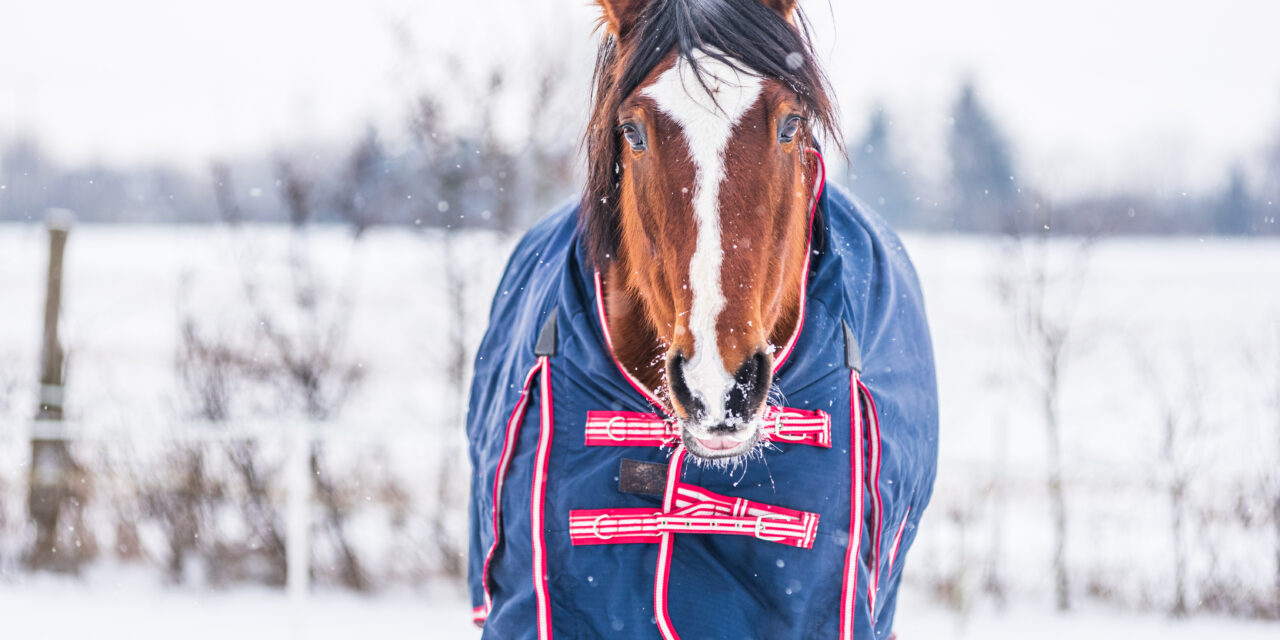 Pferdedecken: Alles Wissenswerte über Auswahl, Einsatz und Pflege 