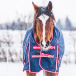 Pferdedecken: Alles Wissenswerte über Auswahl, Einsatz und Pflege 