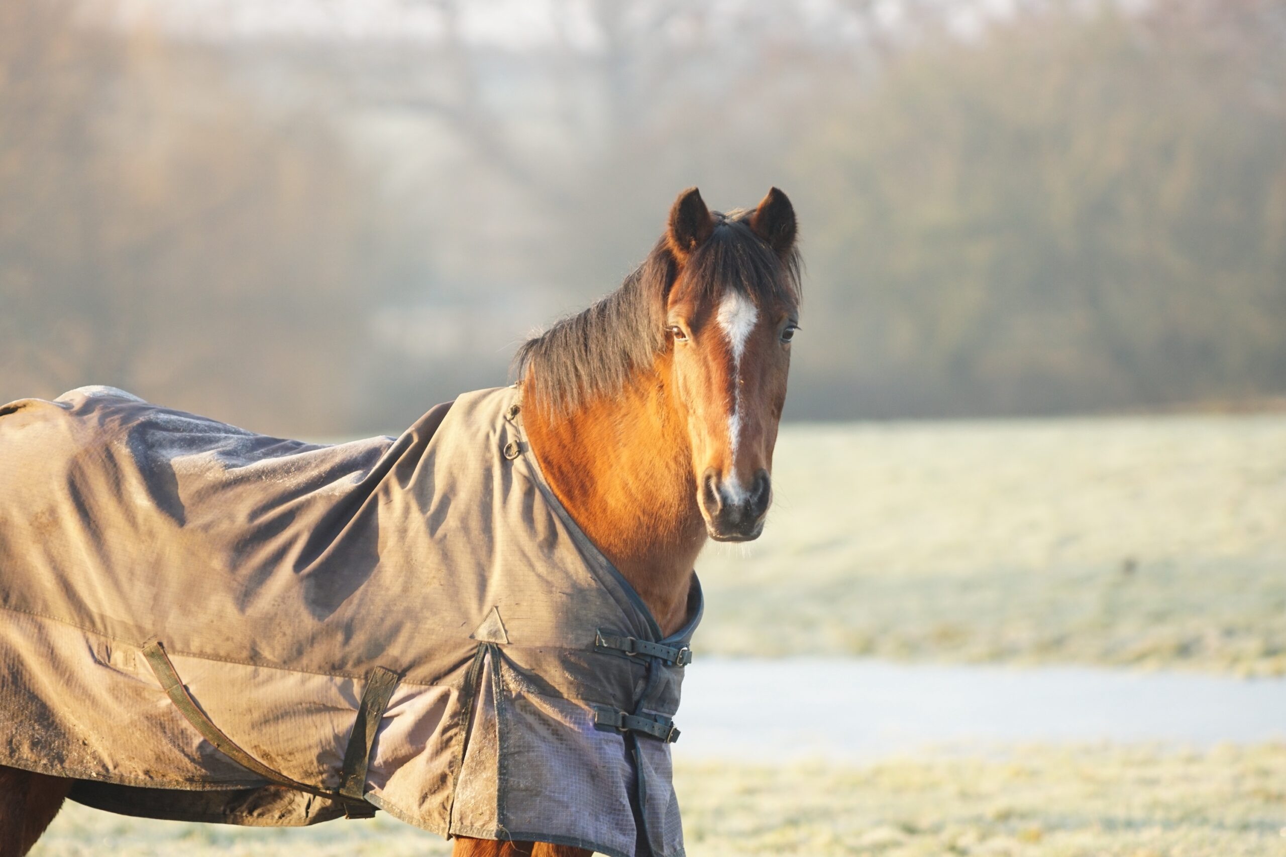 braunes Pferd mit Thermodecke auf der Winterweide