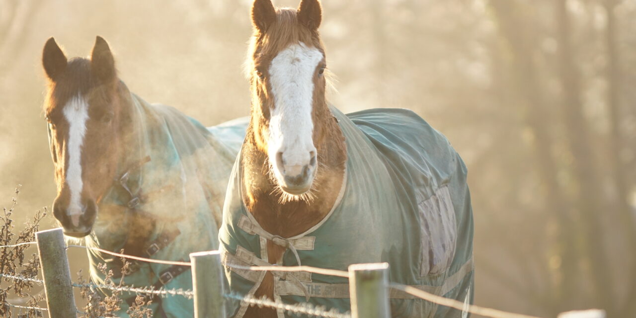 Pferdedecken im Überblick: Winterdecken, Regendecken, Abschwitzdecken und Spezialdecken