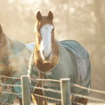 Pferdedecken im Überblick: Winterdecken, Regendecken, Abschwitzdecken und Spezialdecken