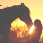 GEBALLTES WISSEN #41 Tierkommunikation mit Pferden