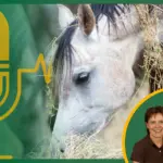 Expertentalk #5 – Leistung ohne Kraftfutter: Wie Karen und Harald Küfe mit Heutrocknung Pferdegesundheit neu definieren