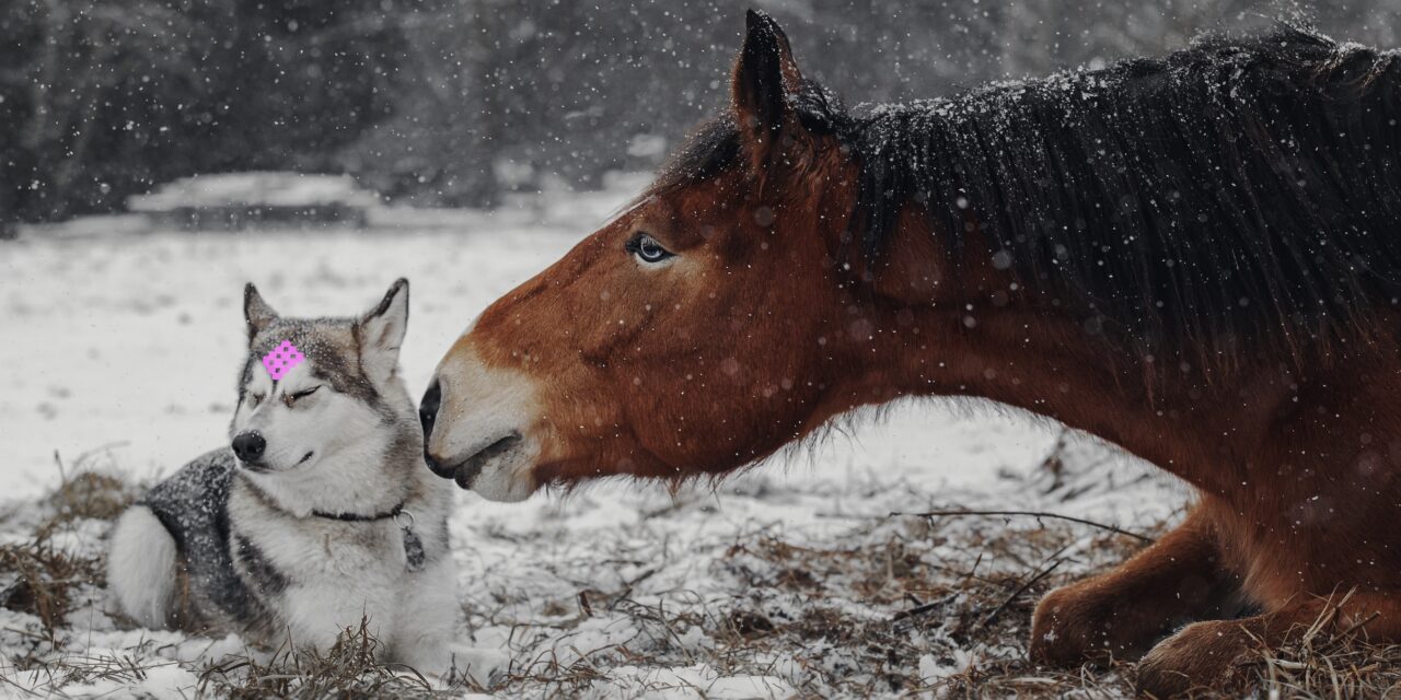 Gittertapes für Pferde: Eine punktgenaue Unterstützung zum Jahreswechsel