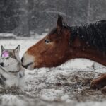 Gittertapes für Pferde: Eine punktgenaue Unterstützung zum Jahreswechsel