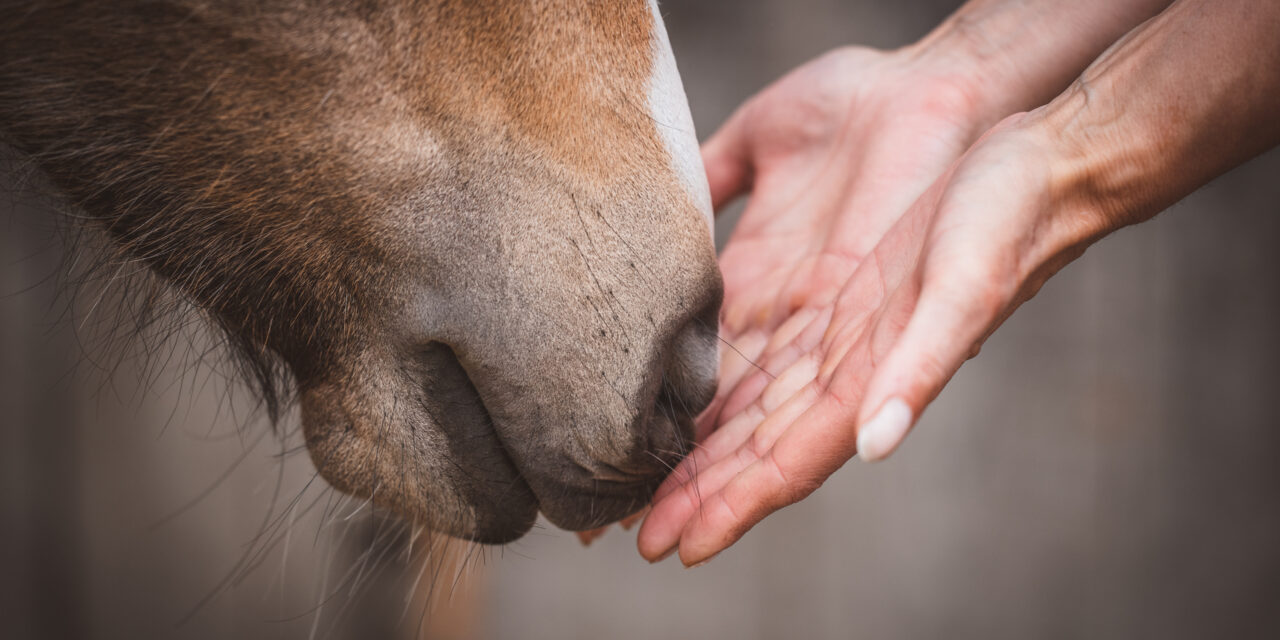 Silvester mit Pferden – Sanfte Unterstützung durch ätherische Öle