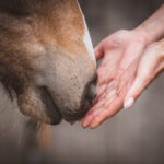 Silvester mit Pferden – Sanfte Unterstützung durch ätherische Öle