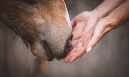 Silvester mit Pferden – Sanfte Unterstützung durch ätherische Öle
