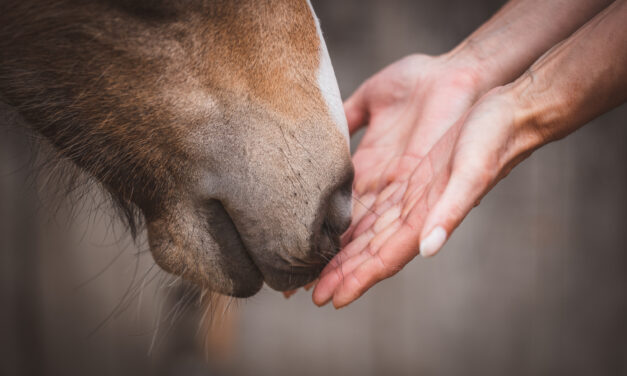 Silvester mit Pferden – Sanfte Unterstützung durch ätherische Öle