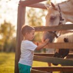 Angstfrei reiten lernen – der spielerische Weg aufs Pferd