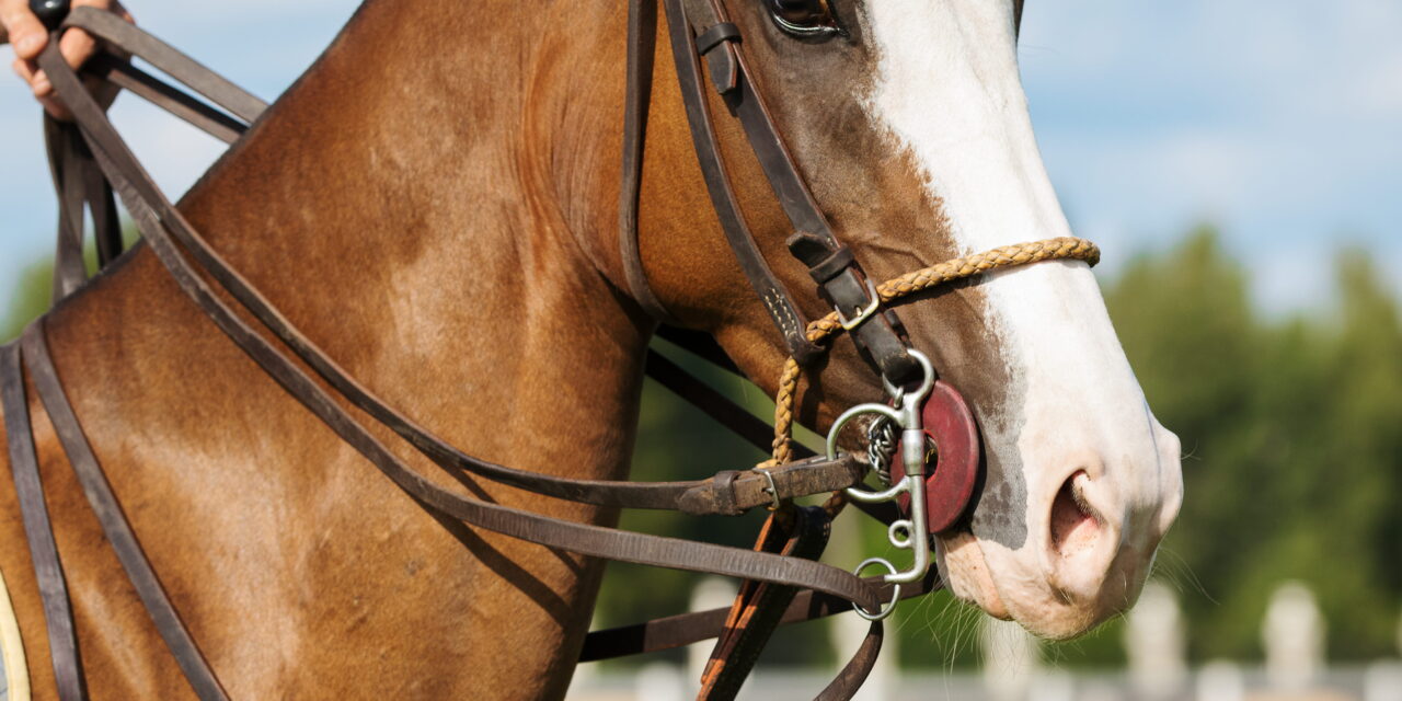 Kritik, Risiken & Tierschutz: Der korrekte Umgang mit Hilfszügeln