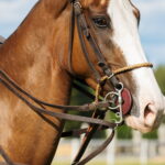 Kritik, Risiken & Tierschutz: Der korrekte Umgang mit Hilfszügeln