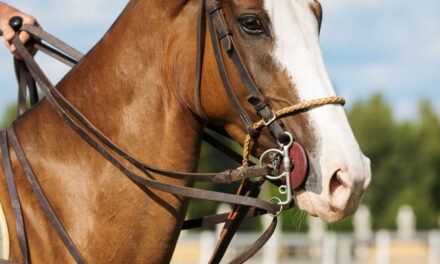 Kritik, Risiken & Tierschutz: Der korrekte Umgang mit Hilfszügeln