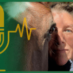 Expertentalk #7 – „Ein glücklicher Mensch bedeutet ein glückliches Pferd“ – Bettina Reitsam über die Kraft des Heilströmens