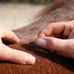 TCM beim Pferd: Was ist das und wie unterscheidet es sich von der Schulmedizin?