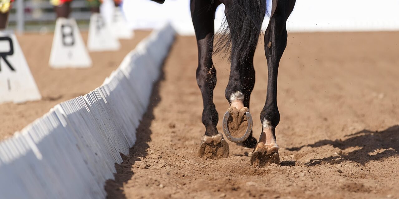 Grundlagen Anatomie des Pferdes: Bewegungsapparat