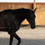 Der (feste) Ausbinder – ein Klassiker unter den Hilfszügeln 