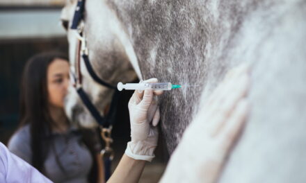 Impfen beim Pferd: Der kritische Blick auf die Prophylaxe