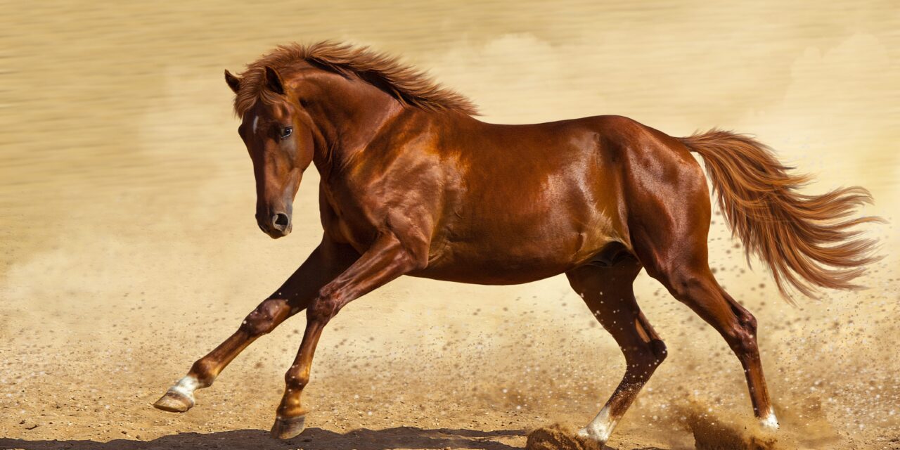 Anatomie und Biomechanik beim Pferd verstehen