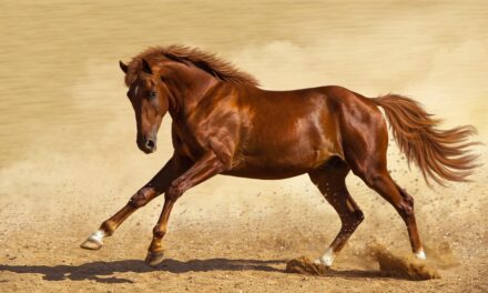 Anatomie und Biomechanik beim Pferd verstehen