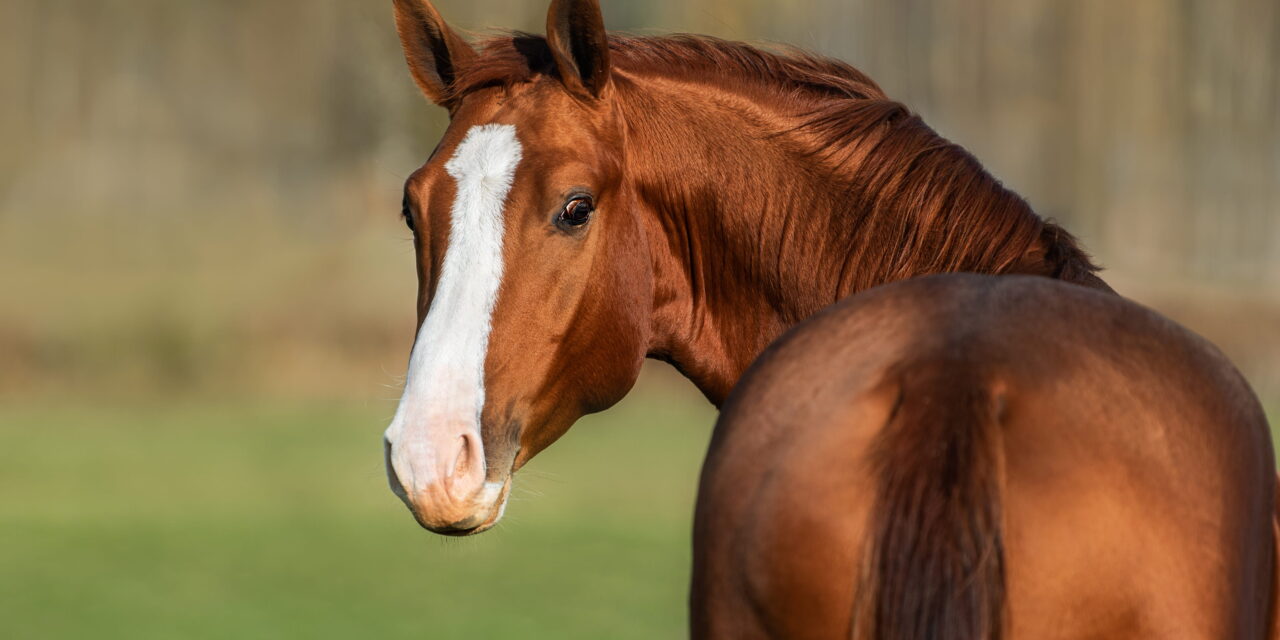 Was ist Qi in der TCM? Die unsichtbare Kraft, die dein Pferd am Leben hält