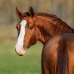 Was ist Qi in der TCM? Die unsichtbare Kraft, die dein Pferd am Leben hält