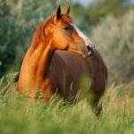 Meridiane Pferd Übersicht: Die unsichtbaren Straßen, auf denen Lebensenergie fließt