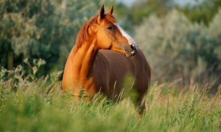 Meridiane Pferd Übersicht: Die unsichtbaren Straßen, auf denen Lebensenergie fließt