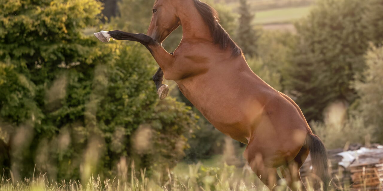 Yin und Yang: Das universelle Prinzip der Balance im Pferdekörper 
