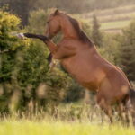 Yin und Yang: Das universelle Prinzip der Balance im Pferdekörper 