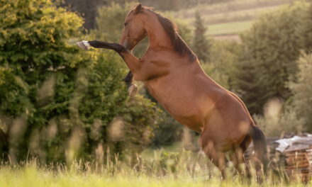 Yin und Yang: Das universelle Prinzip der Balance im Pferdekörper 