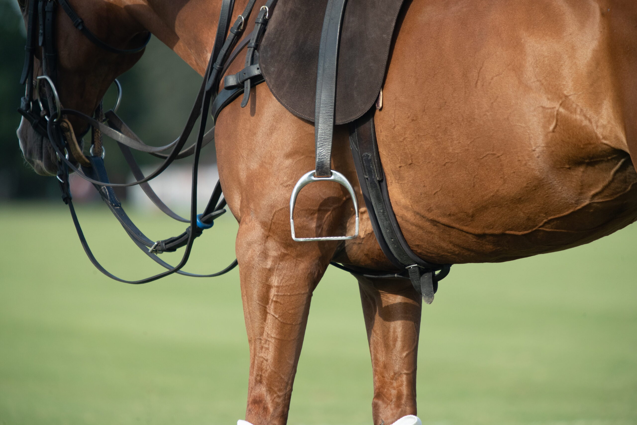 Mit mit vielen Hilfszügeln ohne Reiter