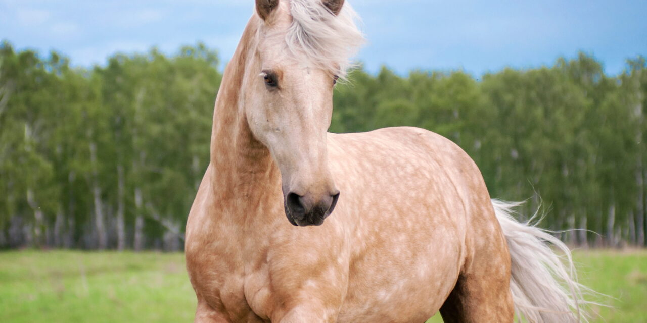 Fünf Elemente Pferd: Wenn Holz, Feuer, Erde, Metall und Wasser den Körper ordnen