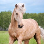 Fünf Elemente Pferd: Wenn Holz, Feuer, Erde, Metall und Wasser den Körper ordnen