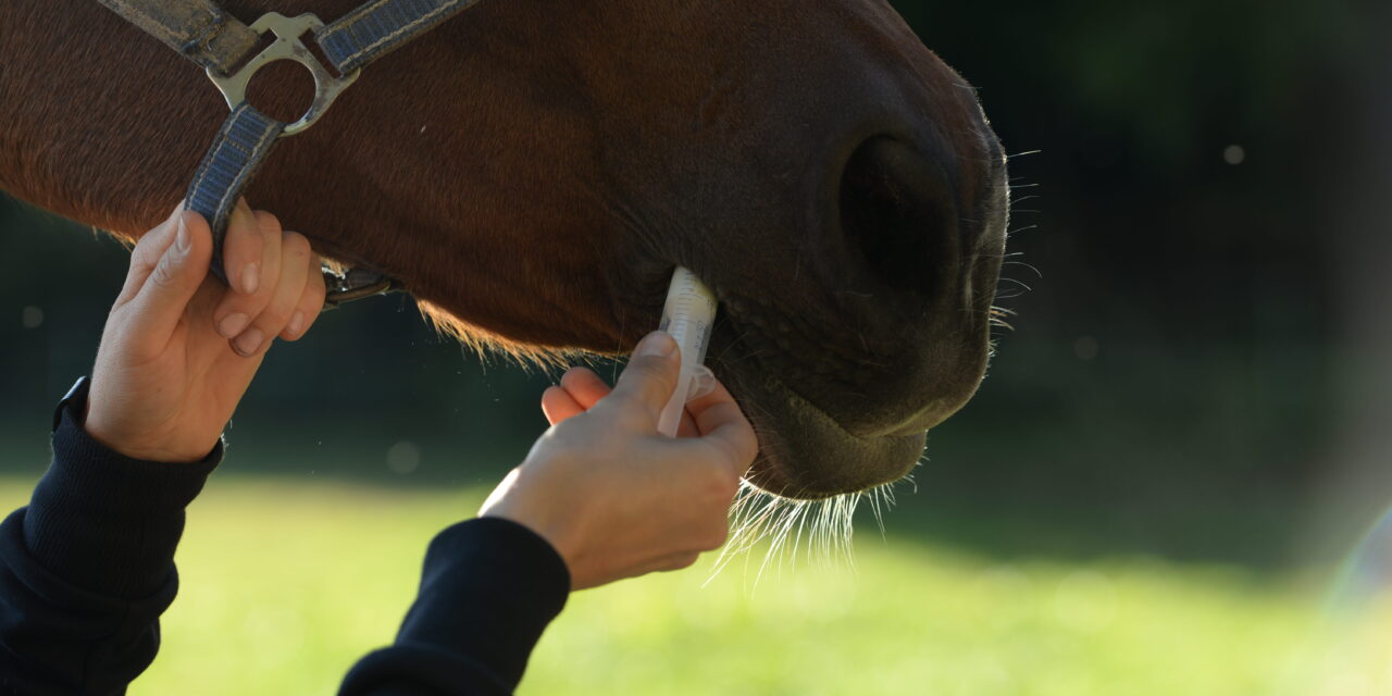 Parasitenprophylaxe beim Pferd: Warum „prophylaktisch“ entwurmen nicht funktioniert